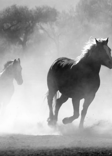 Caballos corriendo