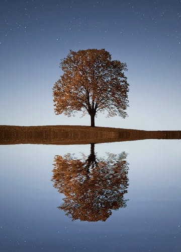 arbol reflejado en el lago