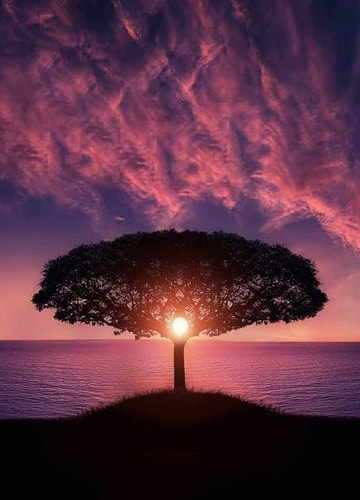 arbol al atardecer