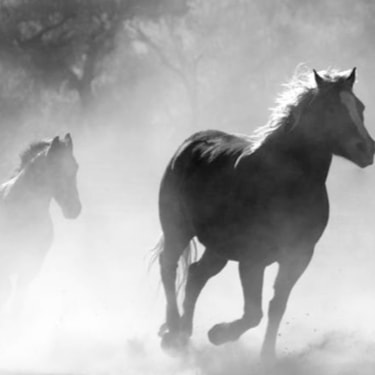 Caballos corriendo