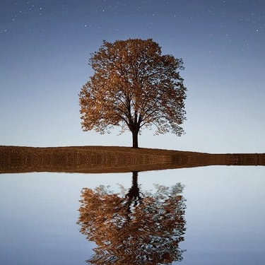 arbol reflejado en el lago