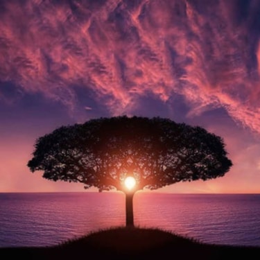 arbol al atardecer